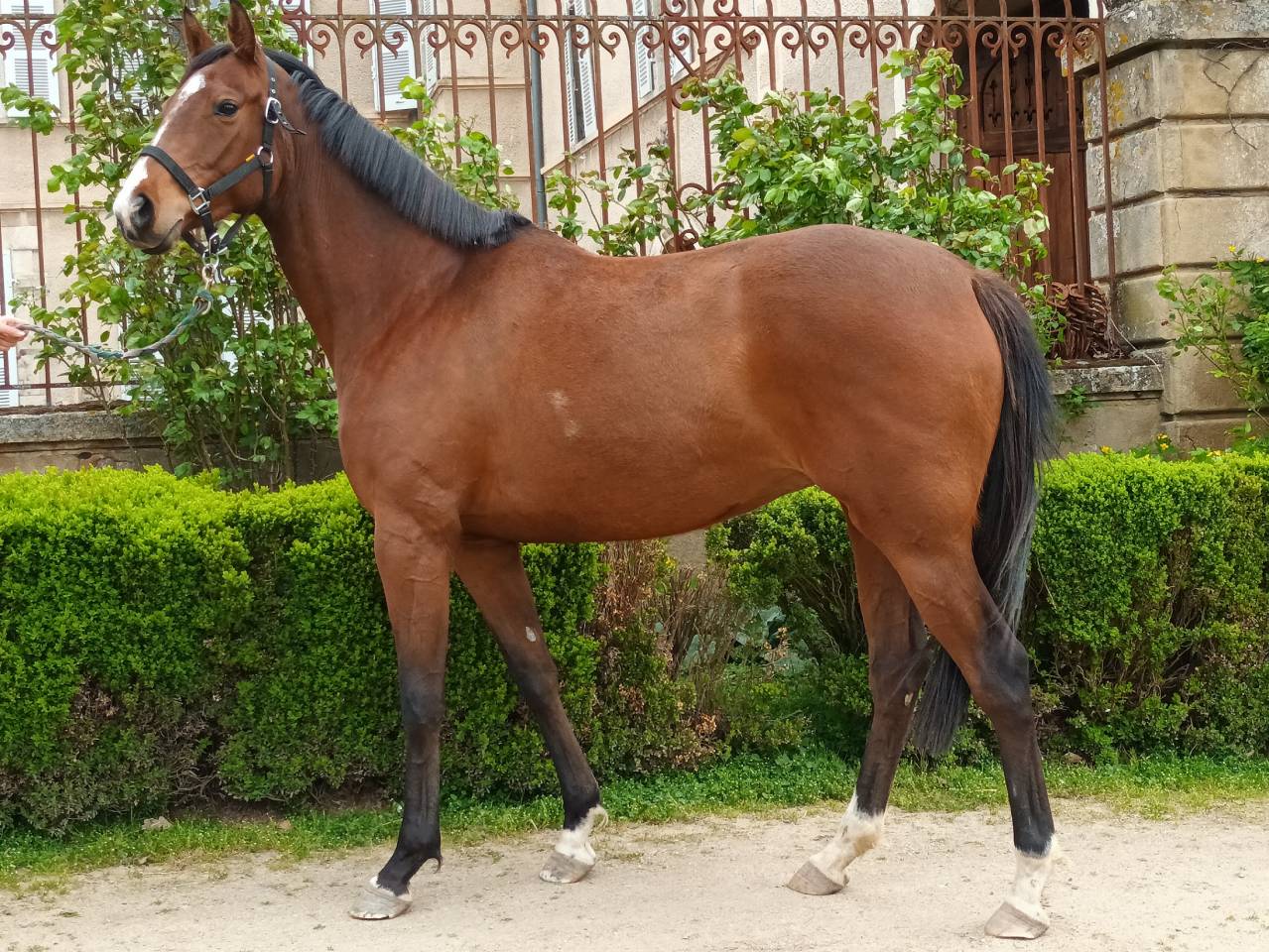 Jument 6 ans cce cso