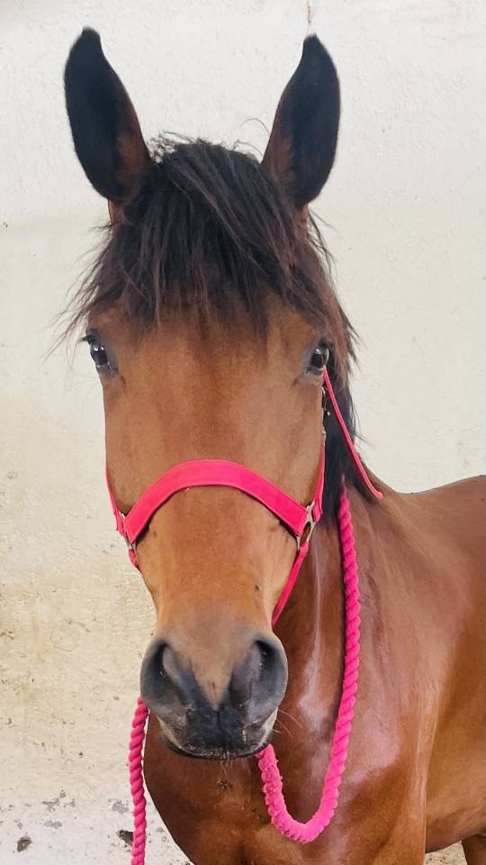 Hongre oldenburg de 6 ans &agrave; vendre 