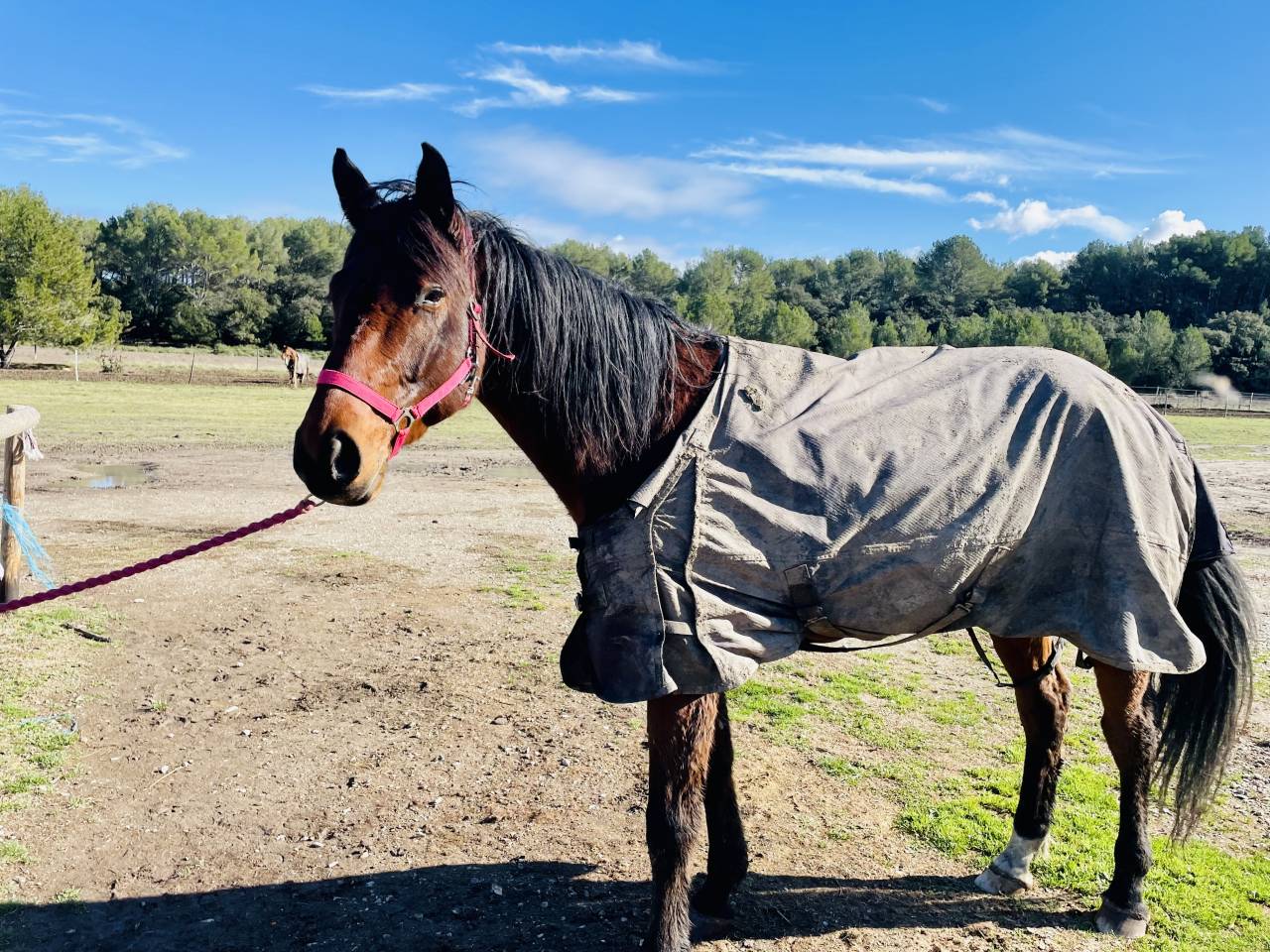 Hongre oldenburg de 6 ans &agrave; vendre 