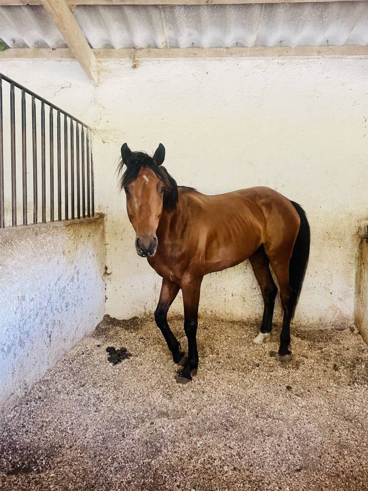 Hongre oldenburg de 6 ans &agrave; vendre 