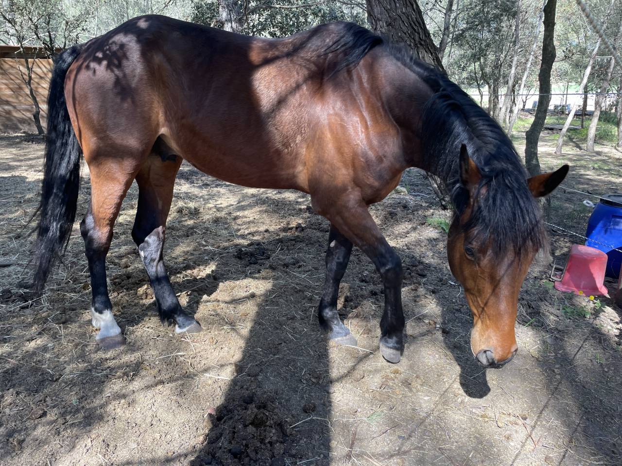 Hongre oldenburg de 6 ans &agrave; vendre 