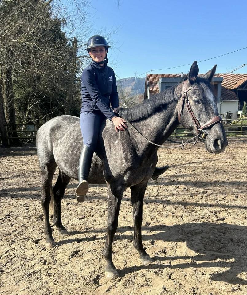 Beau Hongre gris de 5 ans Hyper polyvalent