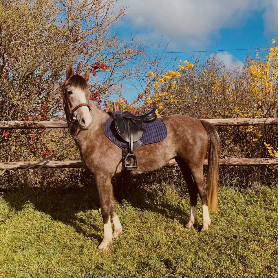 Jument DSA (PP) 4 ans