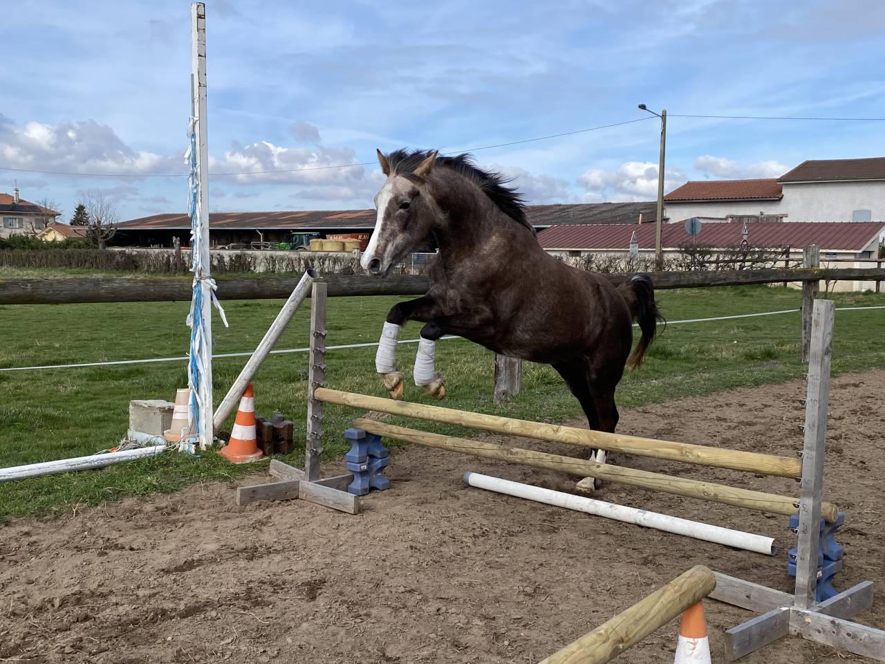 Jument DSA (PP) 4 ans