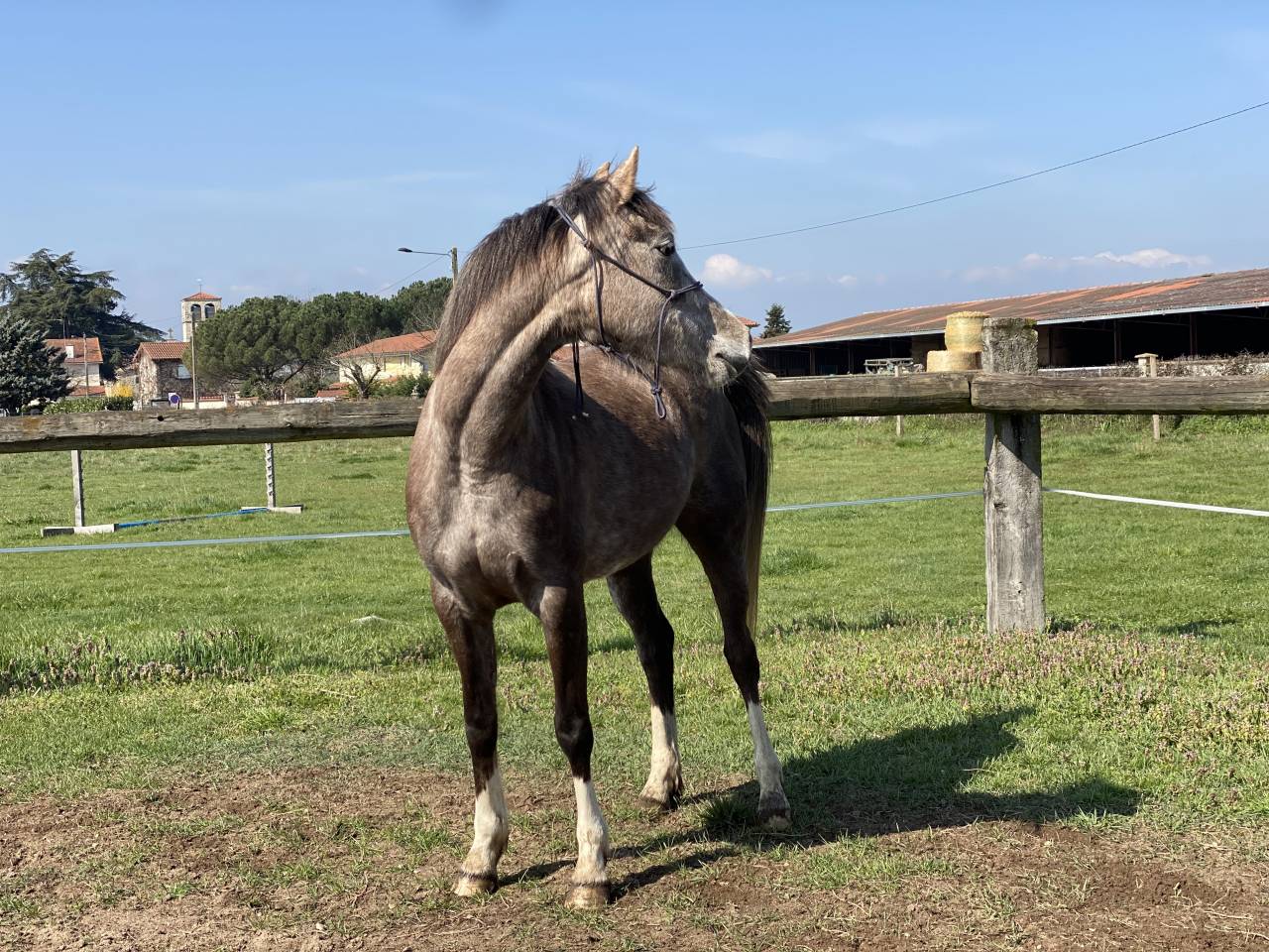 Jument DSA (PP) 4 ans