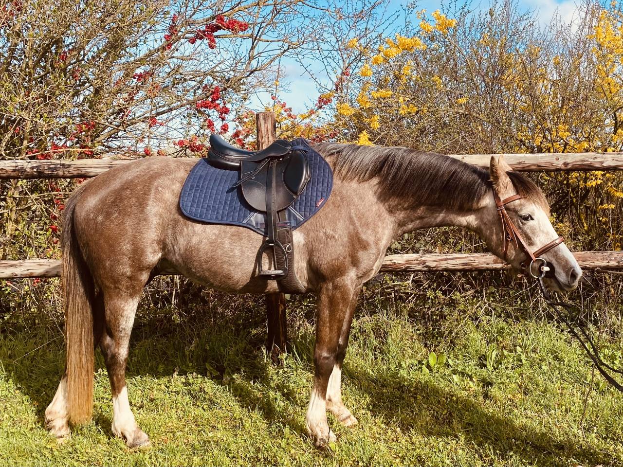 Jument DSA (PP) 4 ans