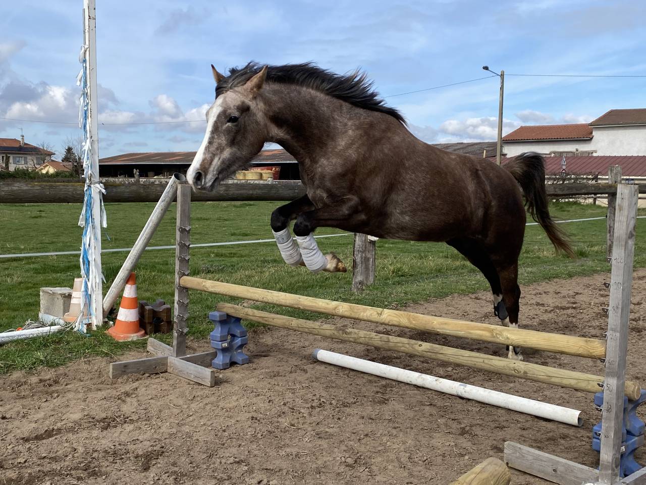 Jument DSA (PP) 4 ans