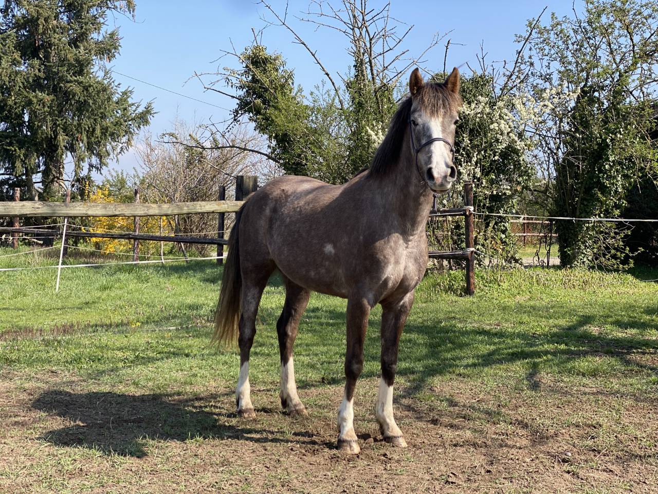 Jument DSA (PP) 4 ans