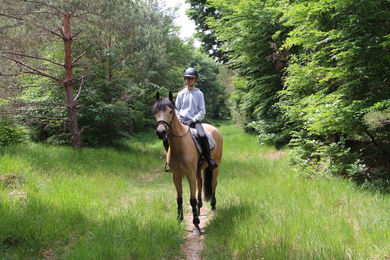 Poney D de CCE &agrave; Louer