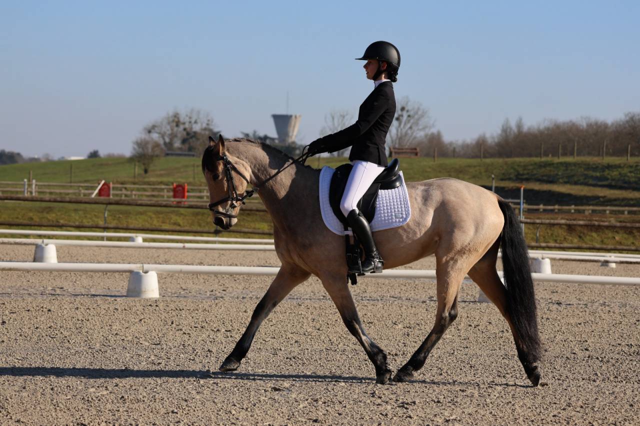 Poney D de CCE &agrave; Louer