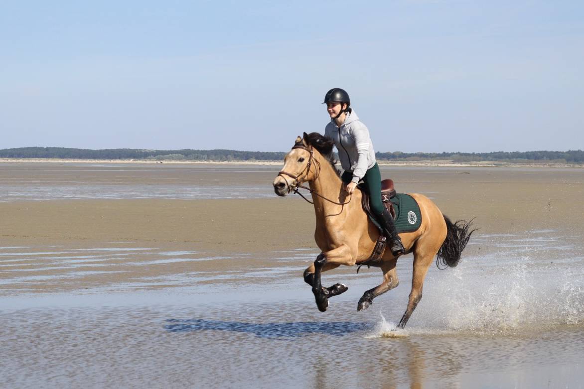 Poney D de CCE &agrave; Louer