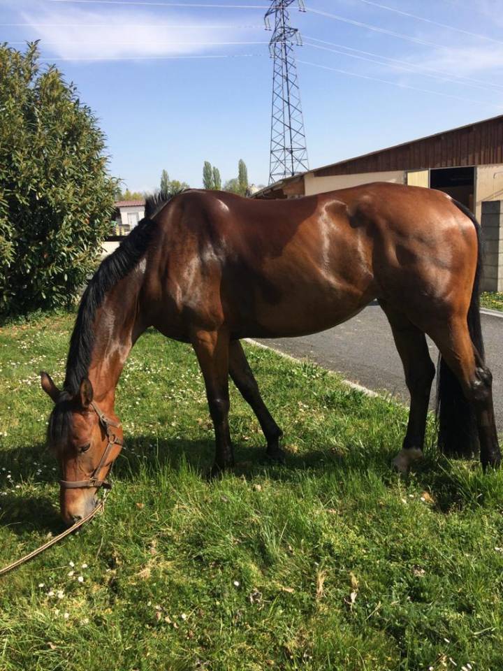 Poulini&egrave;re Diane de st Georges