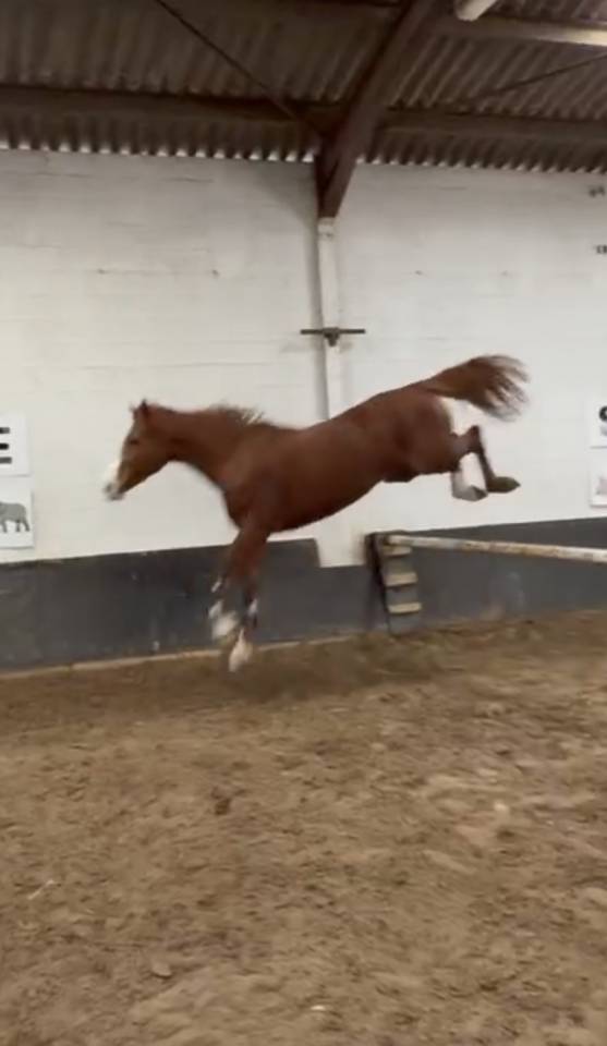 Hongre de 9 ans a vendre 