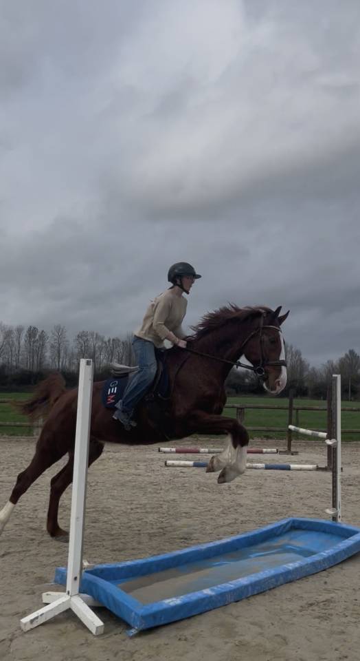 Hongre de 9 ans a vendre 