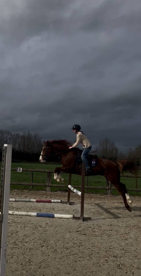 Hongre de 9 ans a vendre 