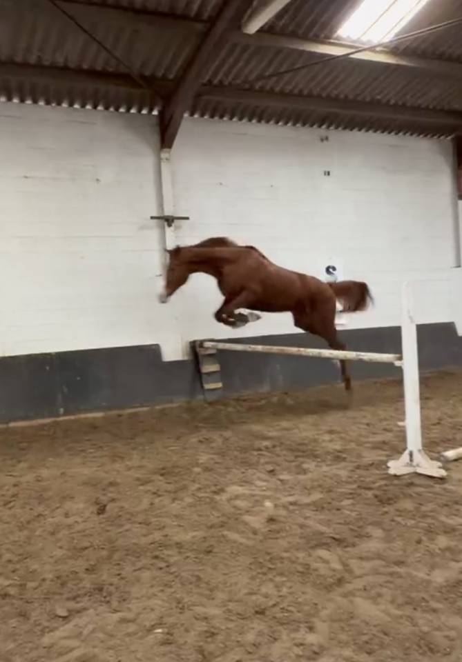 Hongre de 9 ans a vendre 