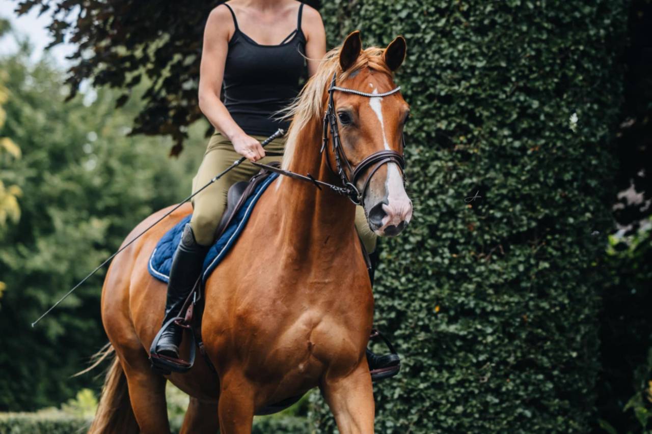 Jument Oldenburg 6 ans