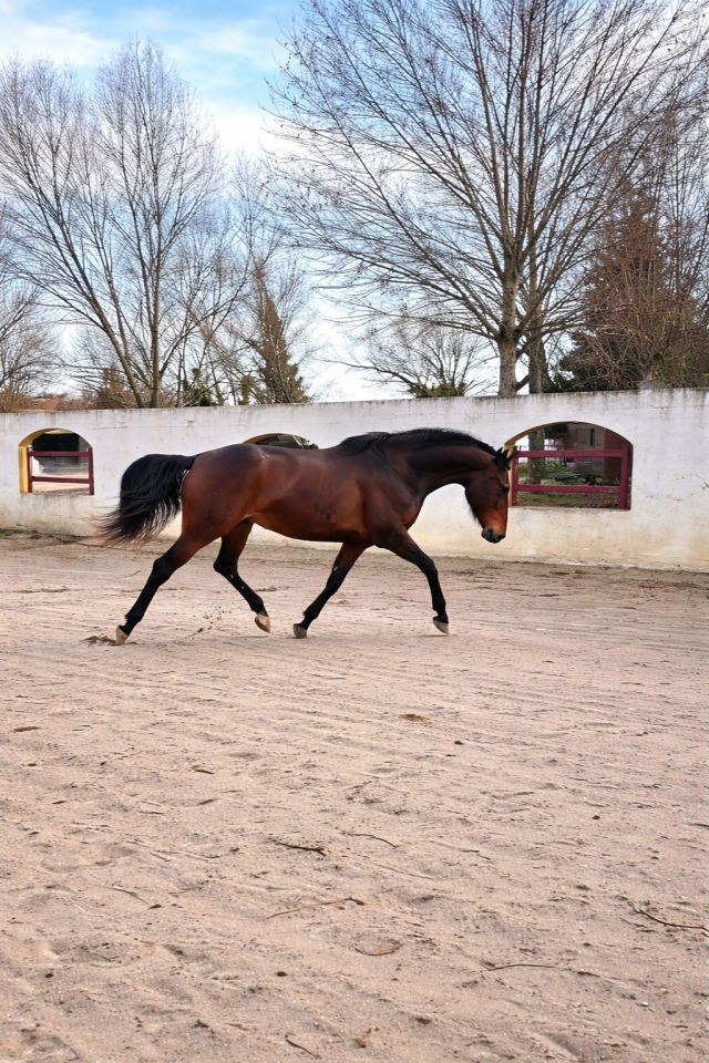 Jument - Lusitanien x KWPN - 5 ans - Dressage - France