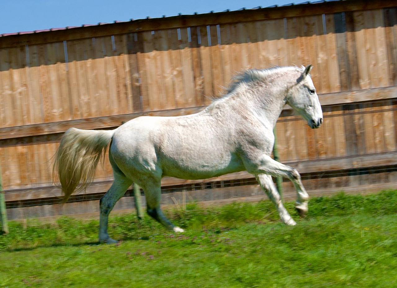 Hongre PRE de 14 ans