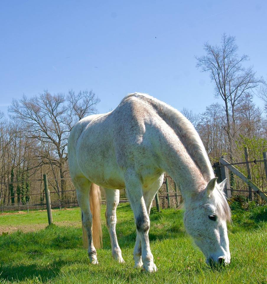 Hongre PRE de 14 ans