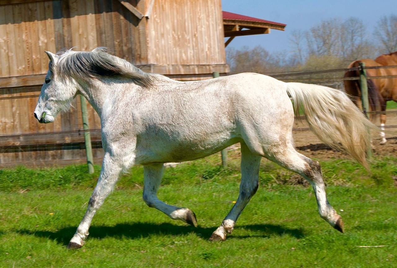 Hongre PRE de 14 ans