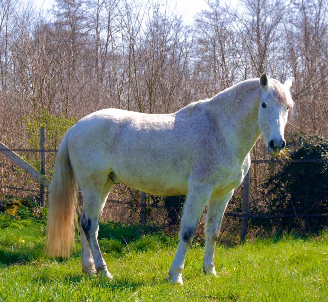 Hongre PRE de 14 ans