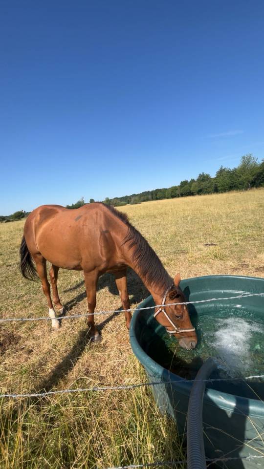 Jument pur sang 12 ans potentiel obstacle