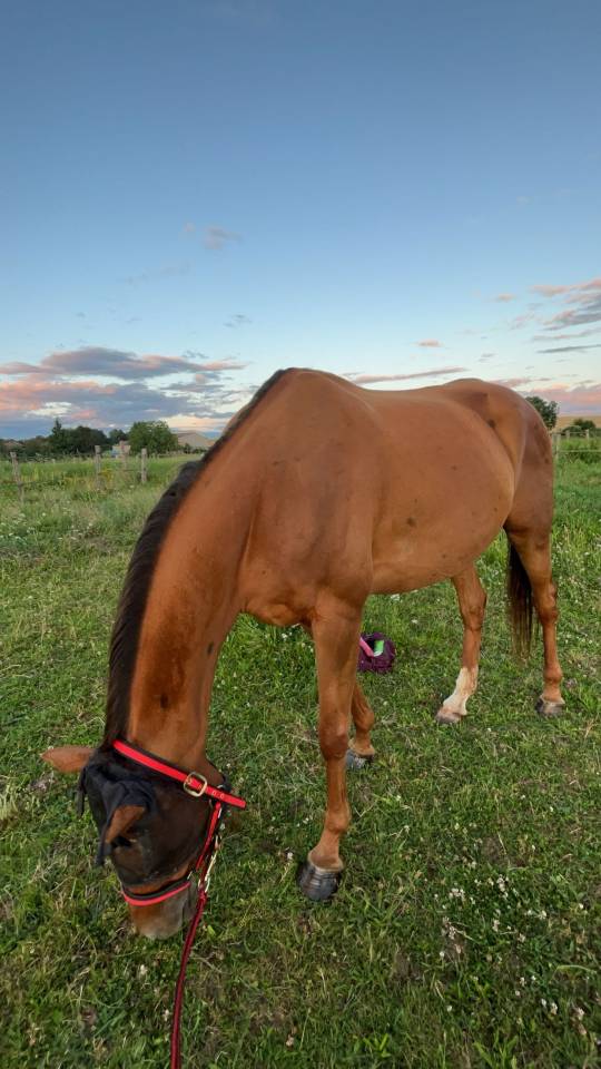 Jument pur sang 12 ans potentiel obstacle
