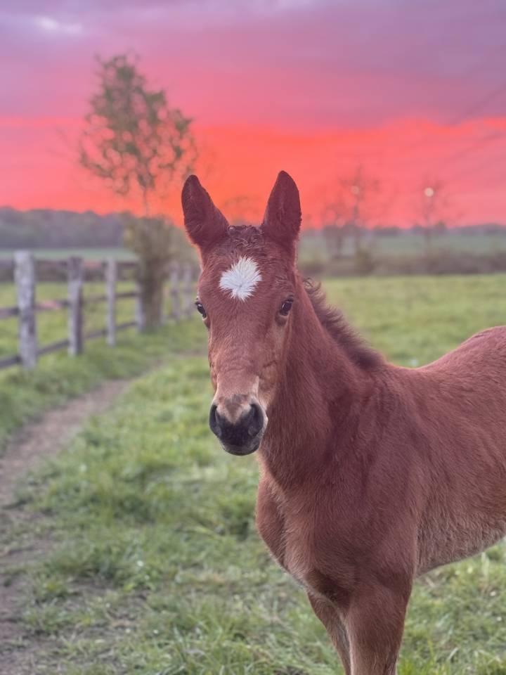 Poulain m&acirc;le 2026 Chaplin x Nervoso
