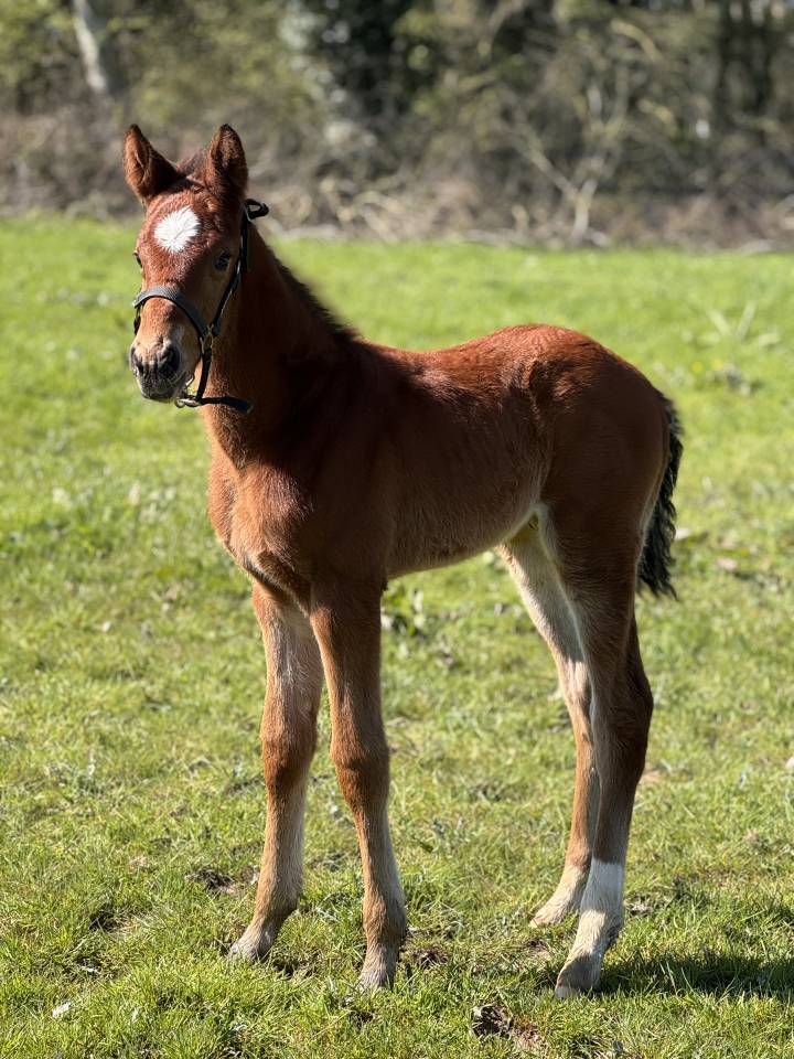 Poulain m&acirc;le 2026 Chaplin x Nervoso