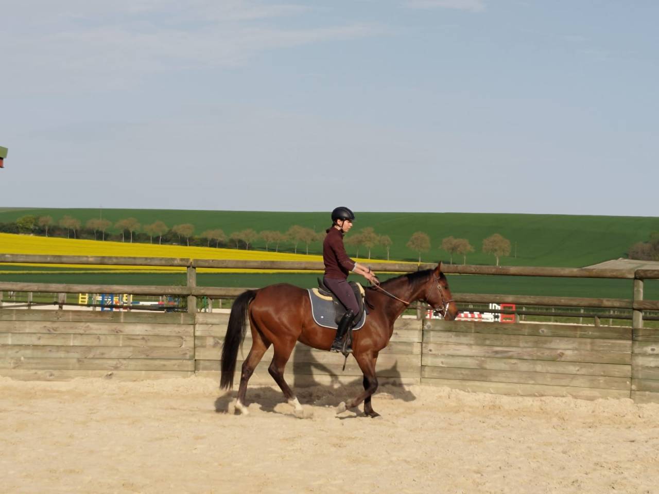 Hongre arabe - 3 ans - d&eacute;bourr&eacute; 