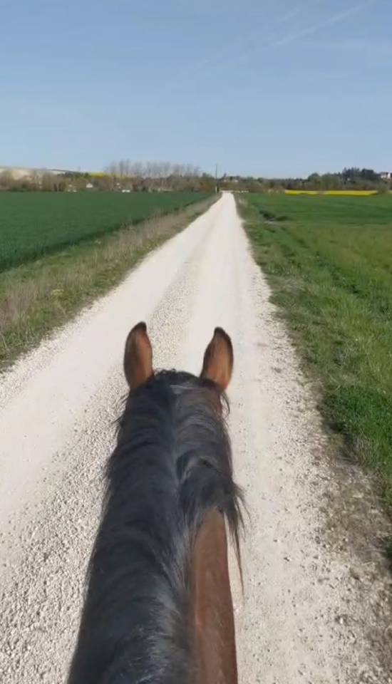 Hongre arabe - 3 ans - d&eacute;bourr&eacute; 