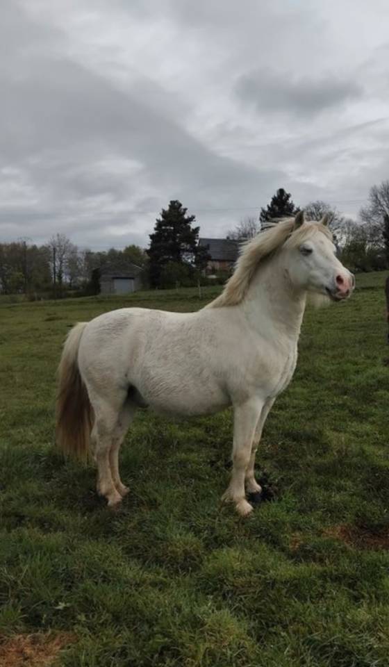 Poney hongre   13 ans