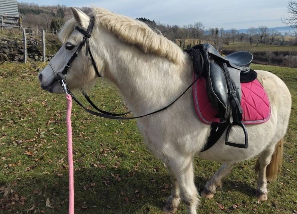 Poney hongre   13 ans