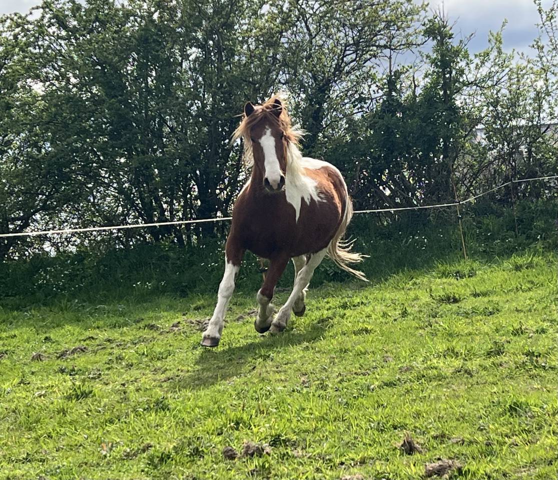 Poney ONC