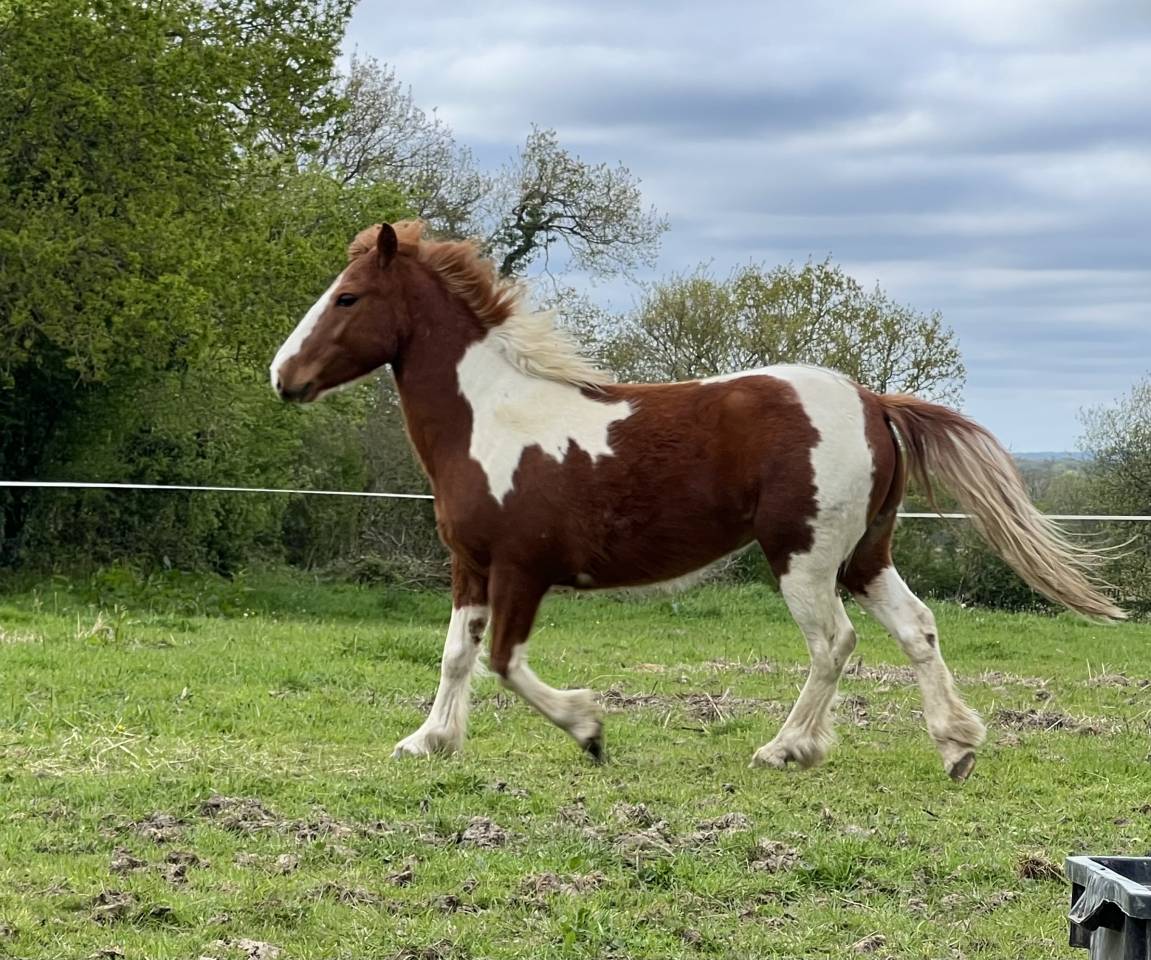 Poney ONC