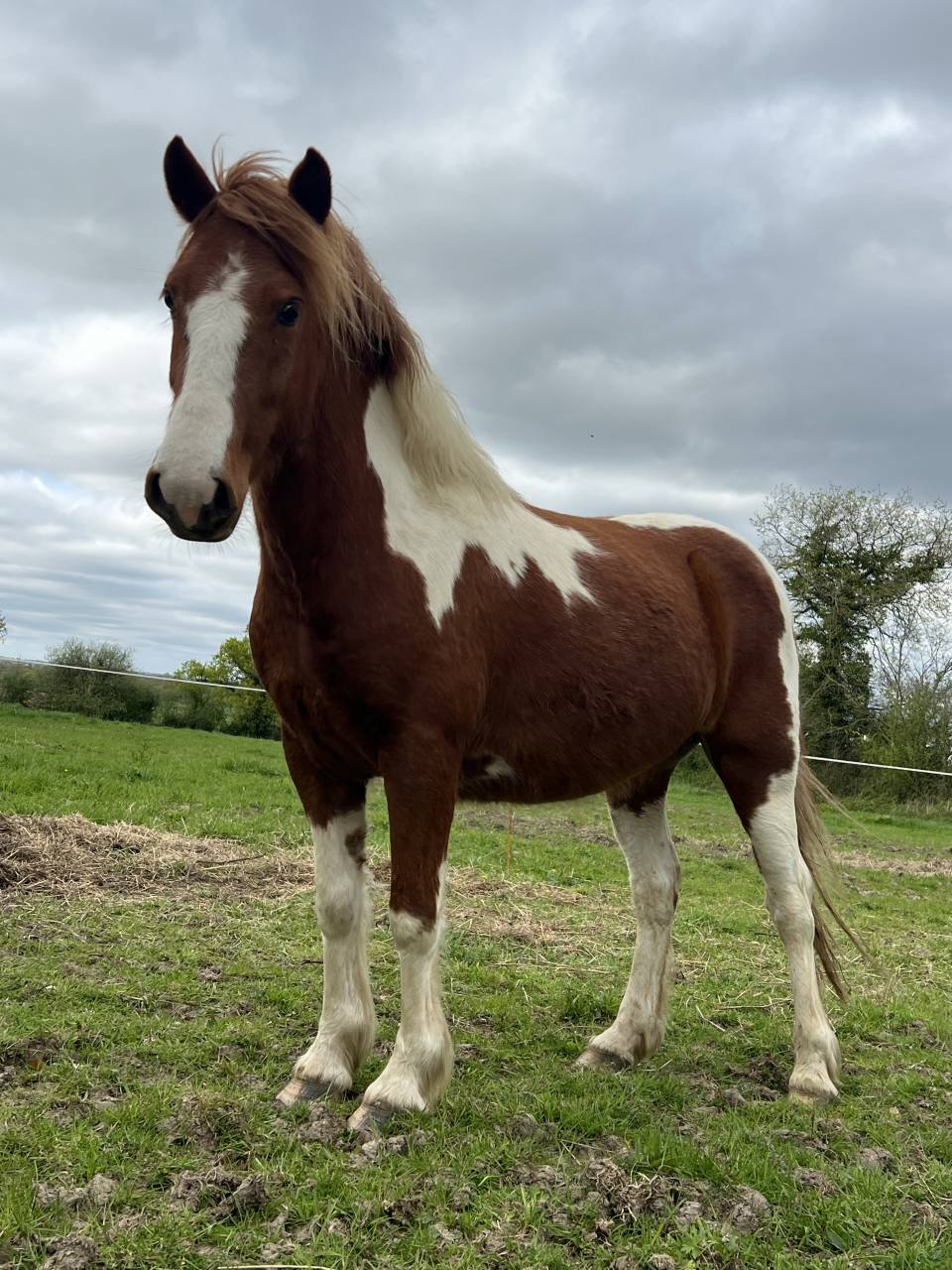 Poney ONC