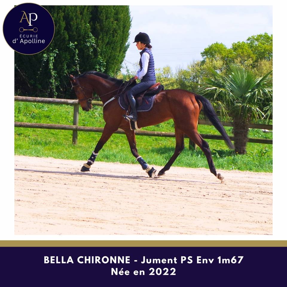 Belle jument 4 ans env 1m67