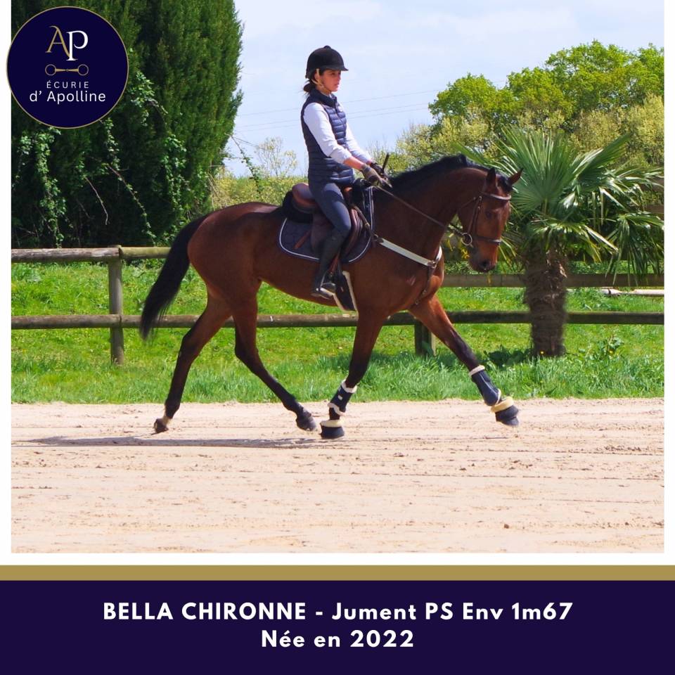 Belle jument 4 ans env 1m67