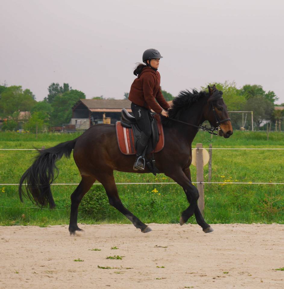 Hongre 5 ans sport Loisir 