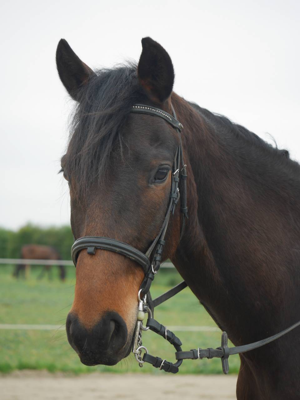 Hongre 5 ans sport Loisir 