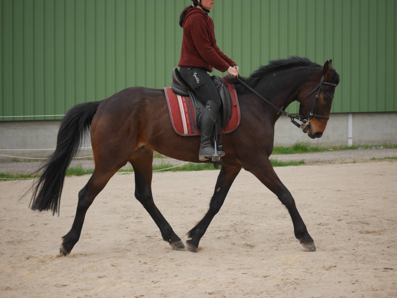 Hongre 5 ans sport Loisir 