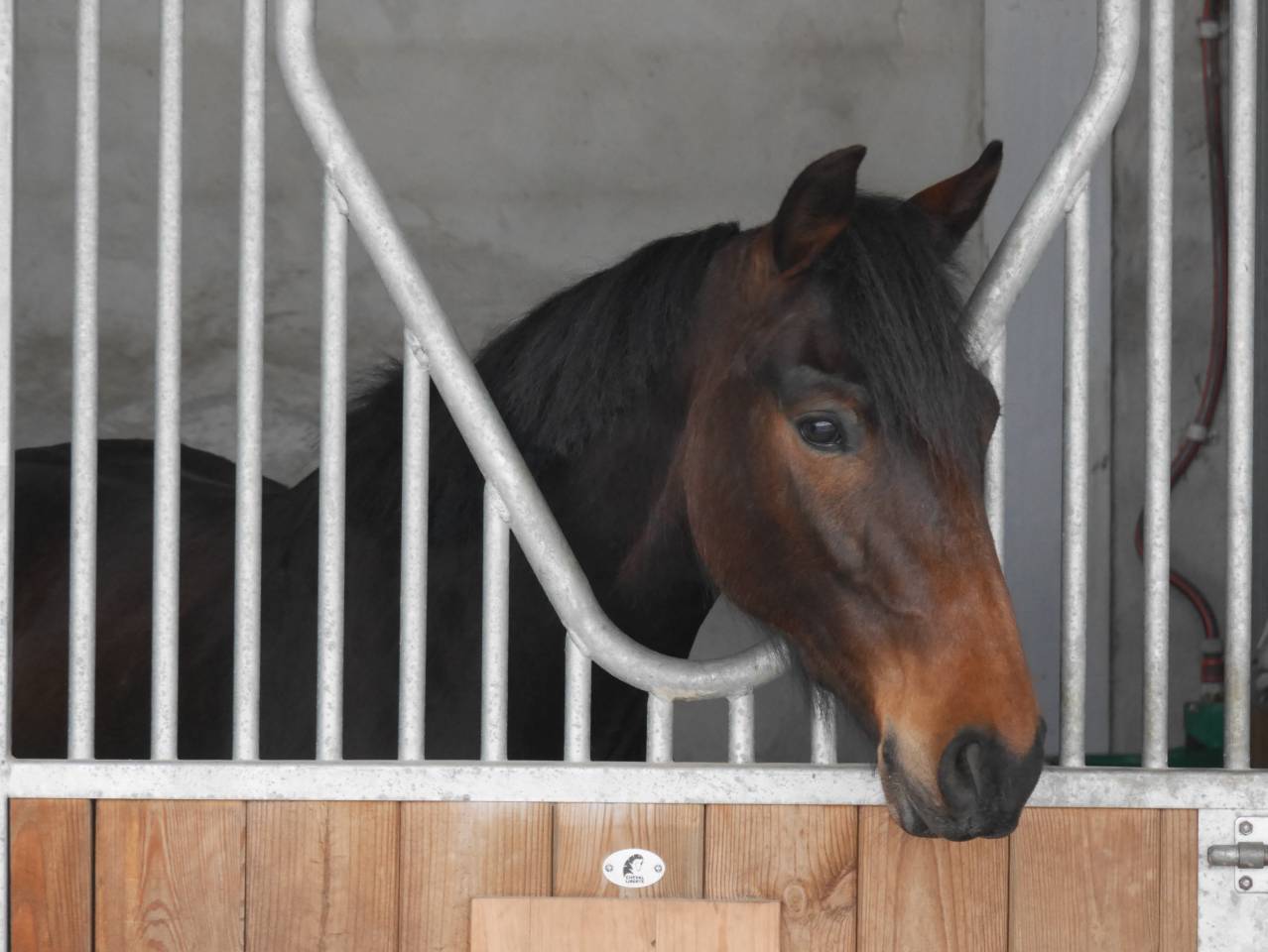 Hongre 5 ans sport Loisir 