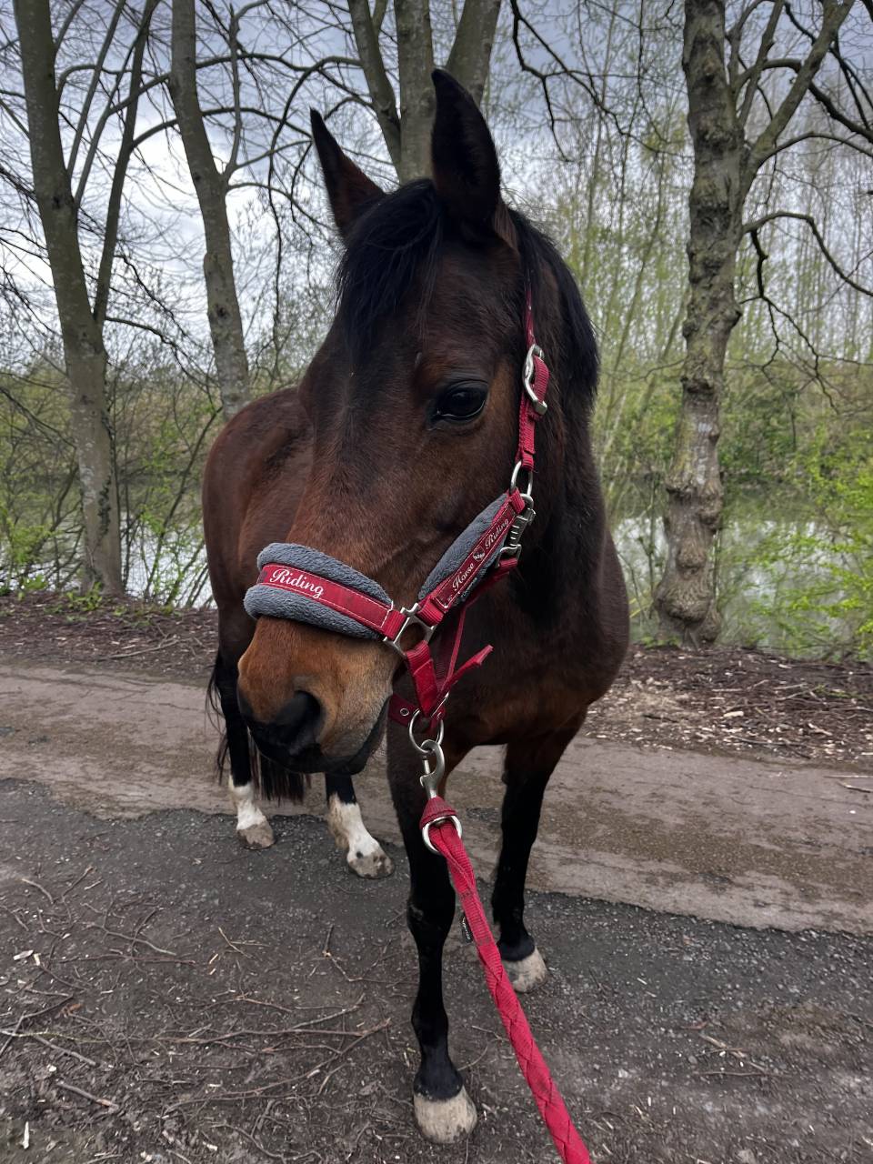 A vendre / &agrave; confier 