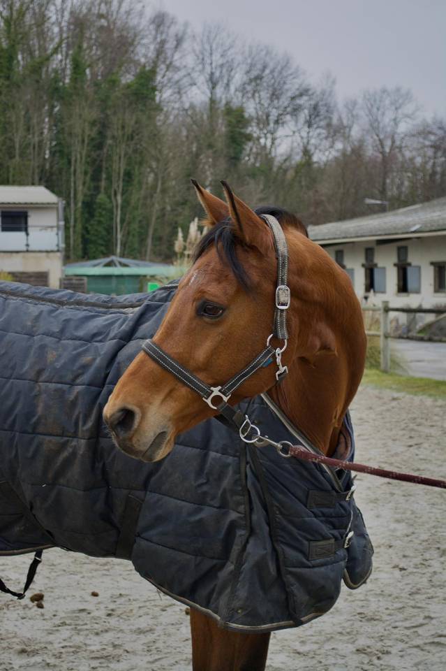 Cheval &agrave; donner