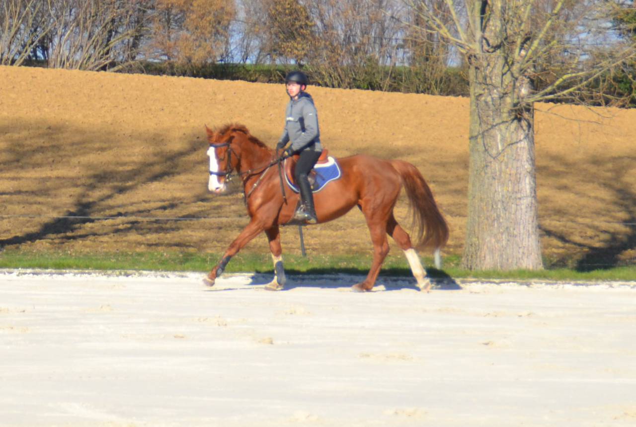 Jument 12 ans, gagante 110cm, pr&ecirc;te pour les 120 cm