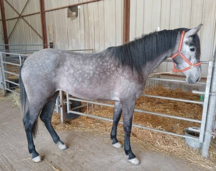 Jument espagnol  3ans