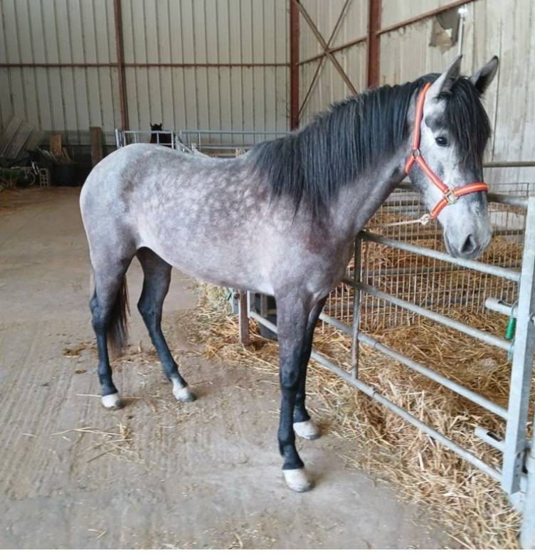 Jument espagnol  3ans