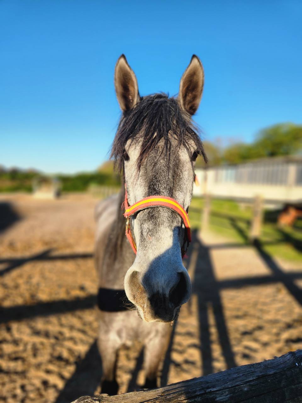 Jument espagnol  3ans