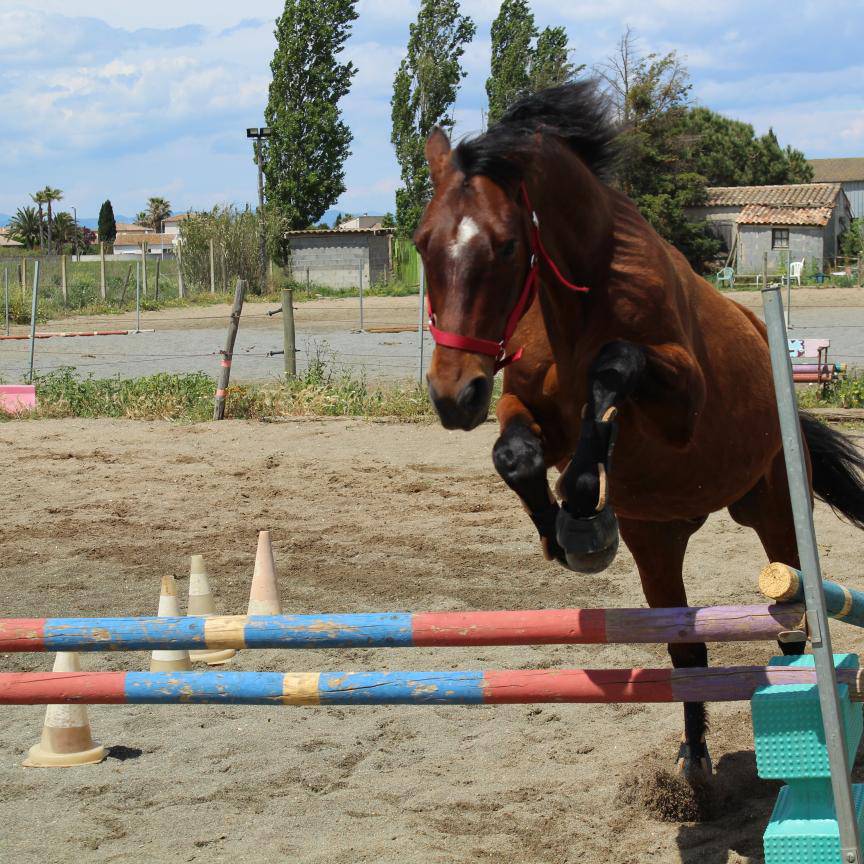 Volubilis cherche sa famille pour la vie 